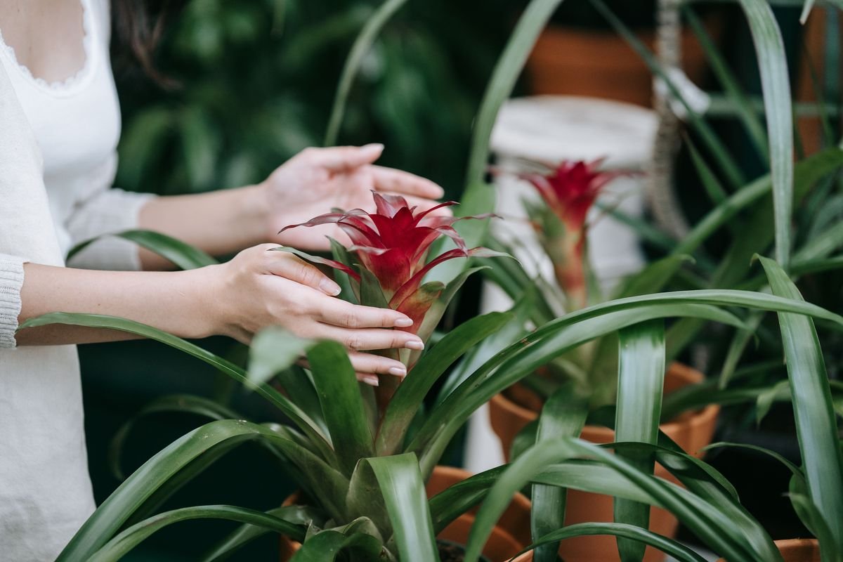 Best Companion Plants for Bromeliads in Gardens and Pots
