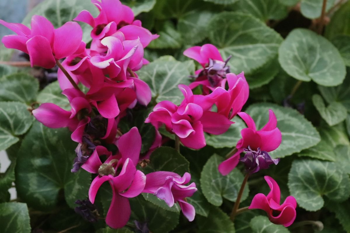 How Long Do Cyclamen Last and How to Keep Them Alive for Years