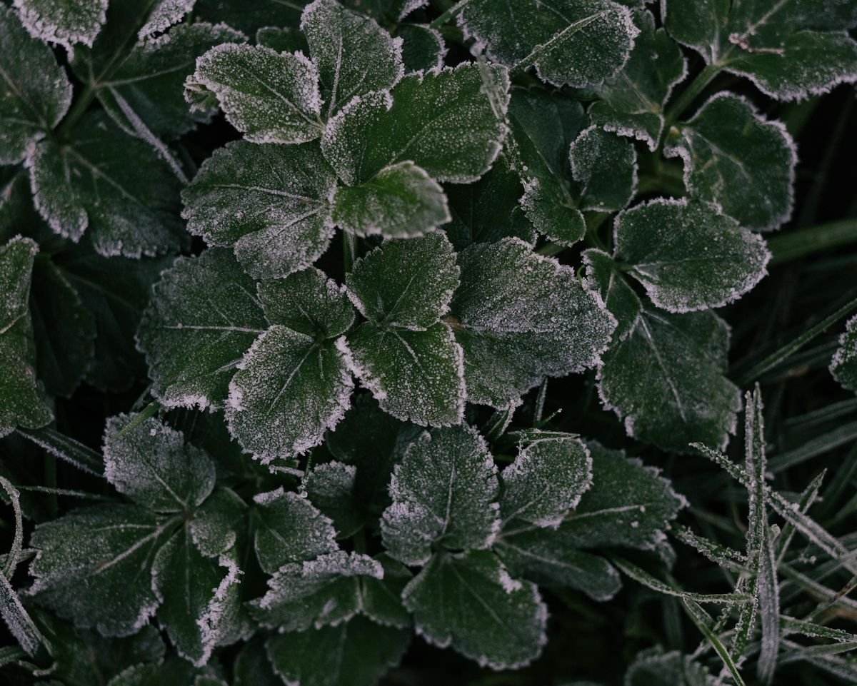 How to Protect Your Spicy Crops from Frost and Extreme Heat