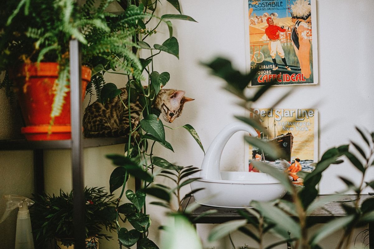 Boston Ferns and Pets Safety Guide