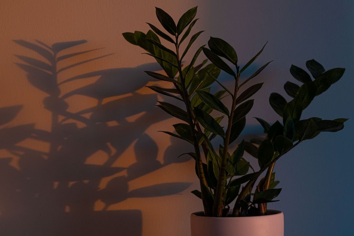 How to Make Pothos Leaves Grow Bigger Indoors