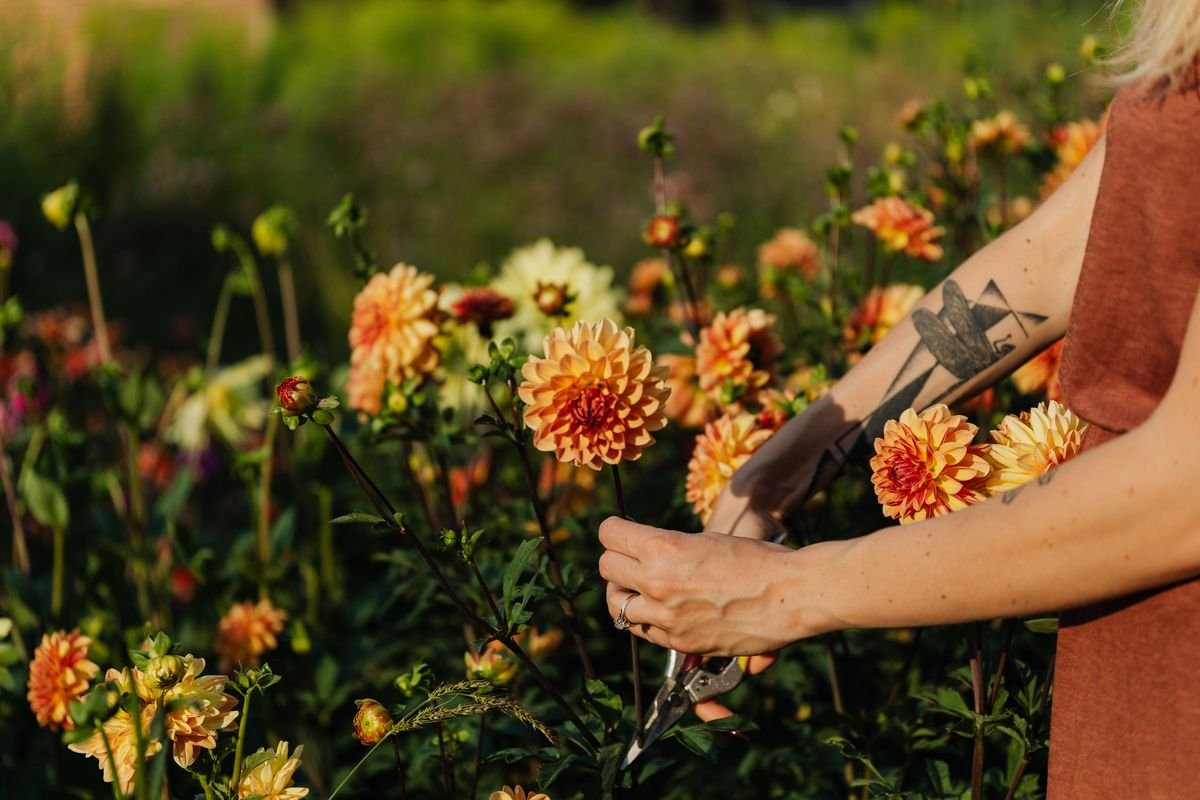 How Long Zinnias Bloom and How to Extend Their Season
