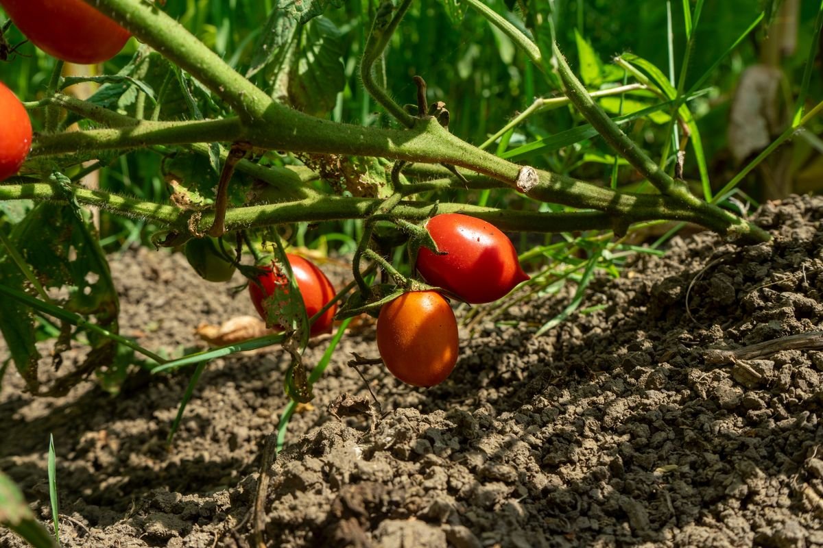 How to Protect Tomato Plants from Rabbits