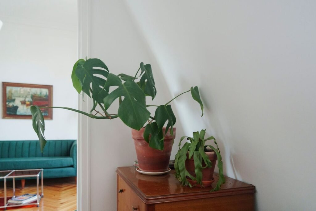 Philodendron vs Monstera Differences and Care Guide Philodendron vs Monstera Differences and Care Guide