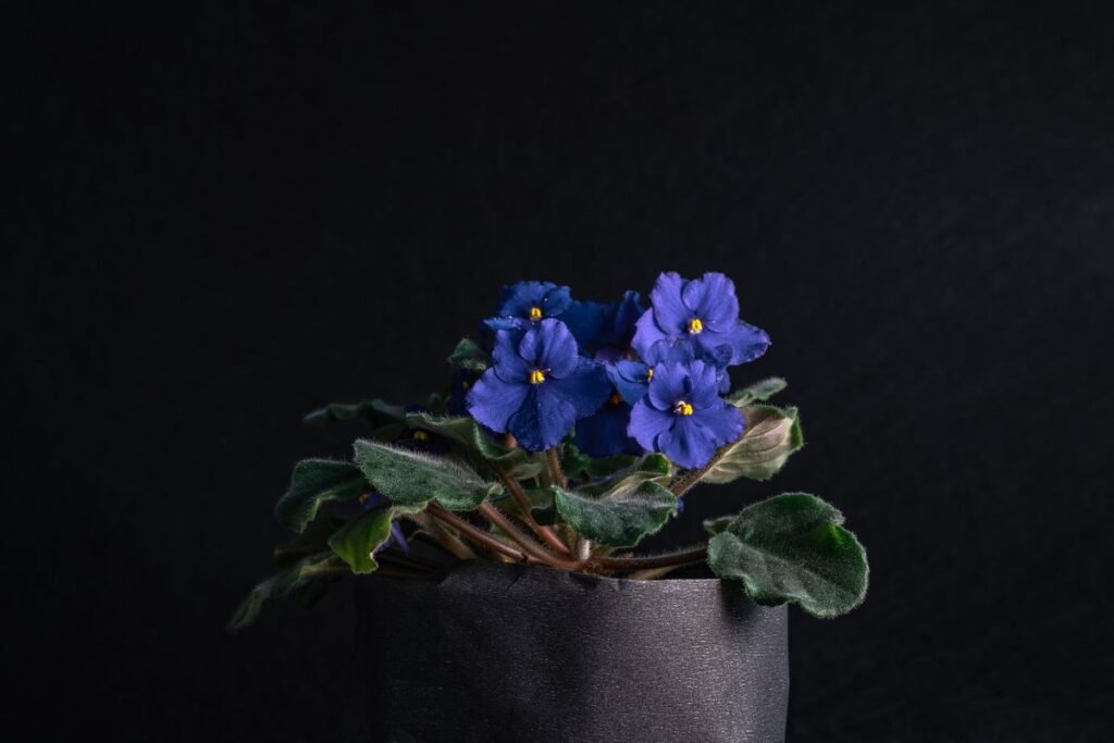 Why African Violets Stop Blooming and How to Fix Them Why African Violets Stop Blooming and How to Fix Them
