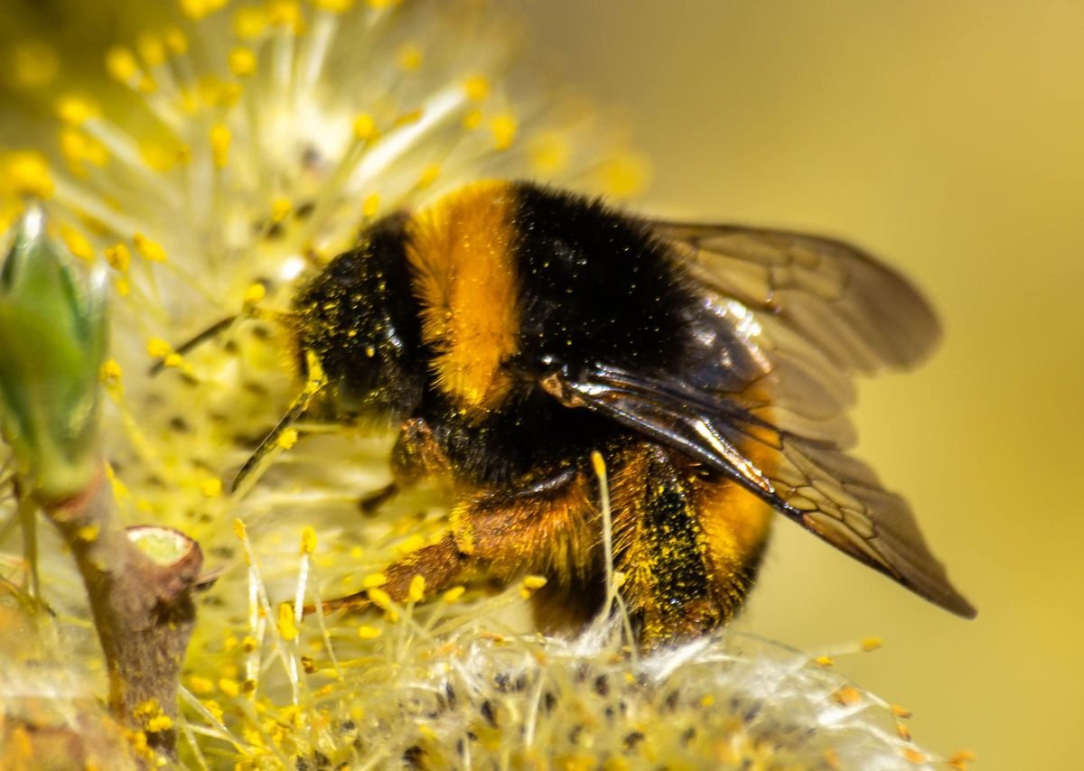 How to Attract and Protect Beneficial Insects in Your Garden