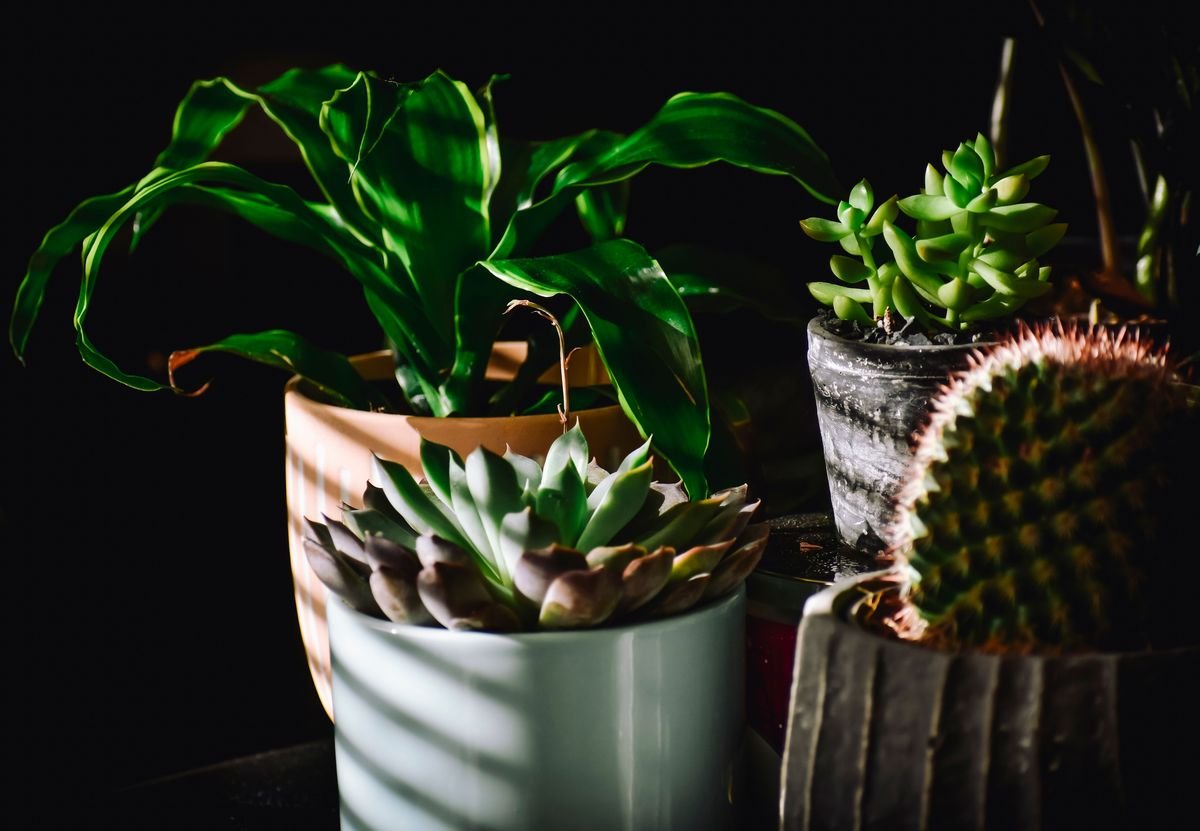 How to Identify and Treat Root Rot in Dieffenbachia Plants