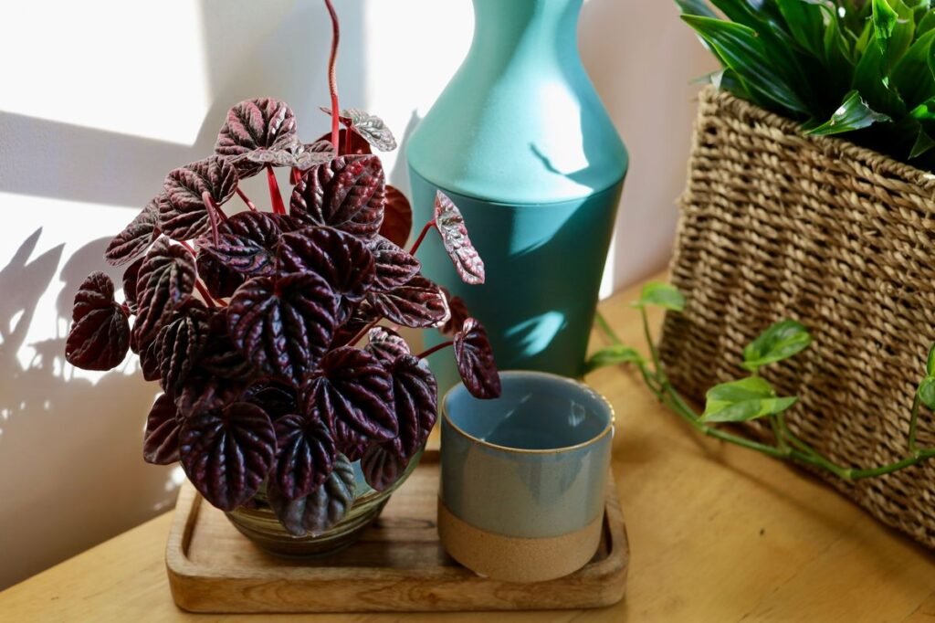 Why Peperomia Leaves Fall Off and How to Fix It Why Peperomia Leaves Fall Off and How to Fix It