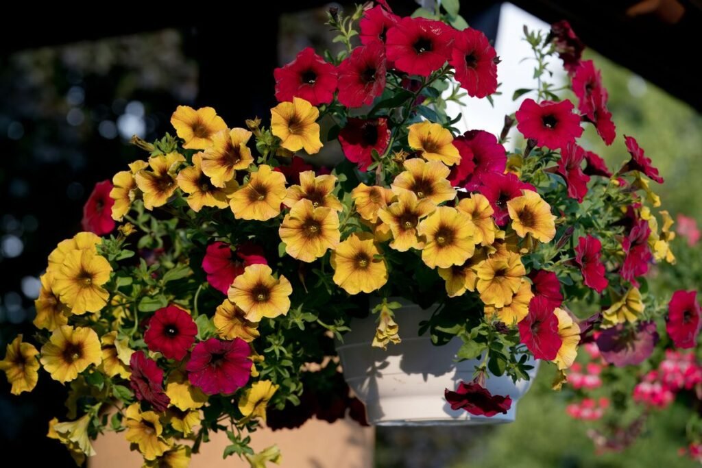 How Long Do Petunias Last and How to Extend Their Blooms How Long Do Petunias Last and How to Extend Their Blooms