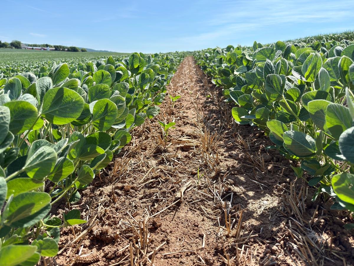 Why Your Bush Beans Stopped Growing and How to Fix Them
