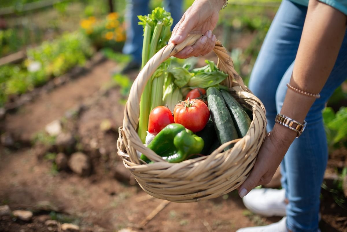 Smart Ways to Use Old Tomato Plants at Season End
