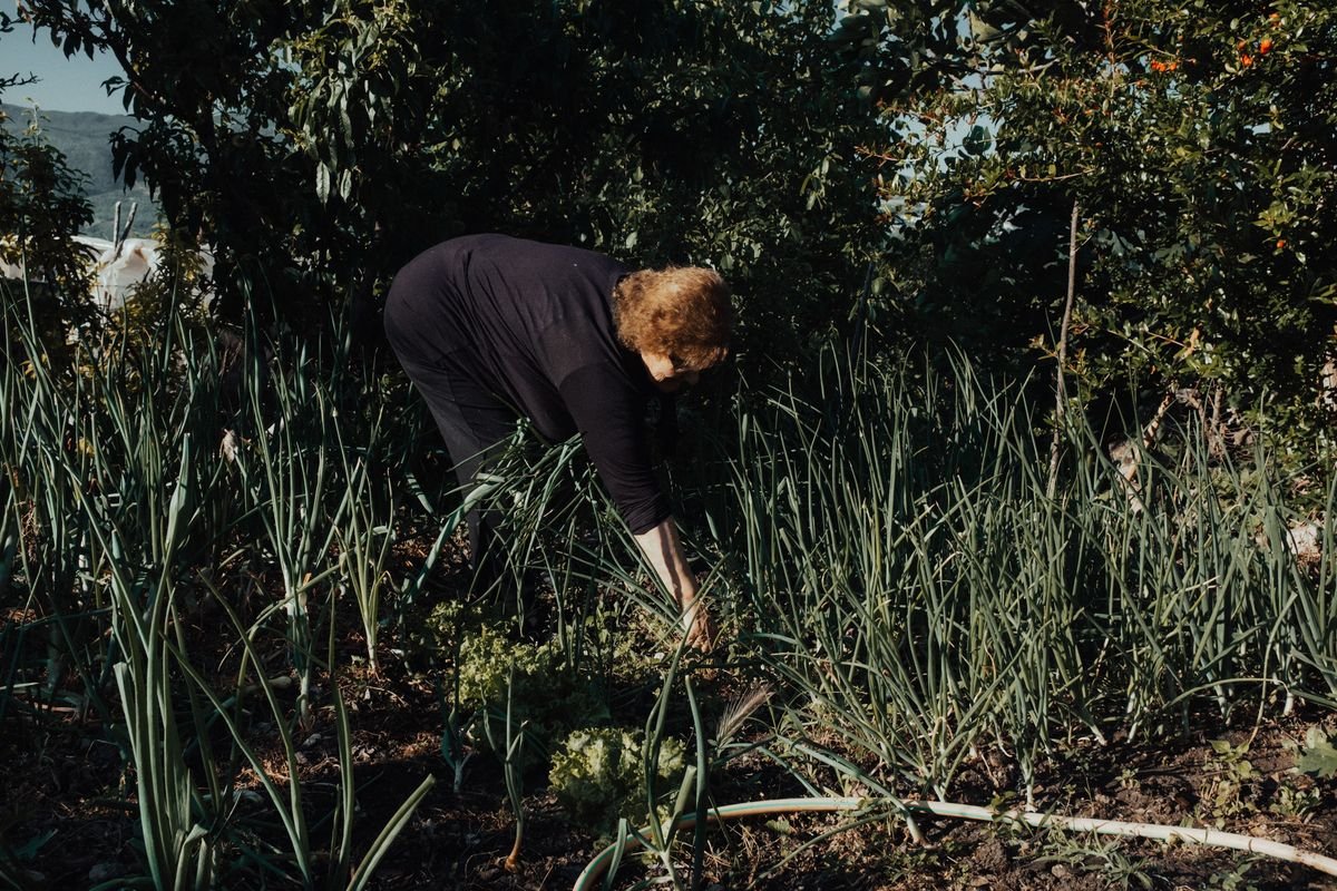 How to Make Powerful Garden Fertilizer from Lawn Dandelions