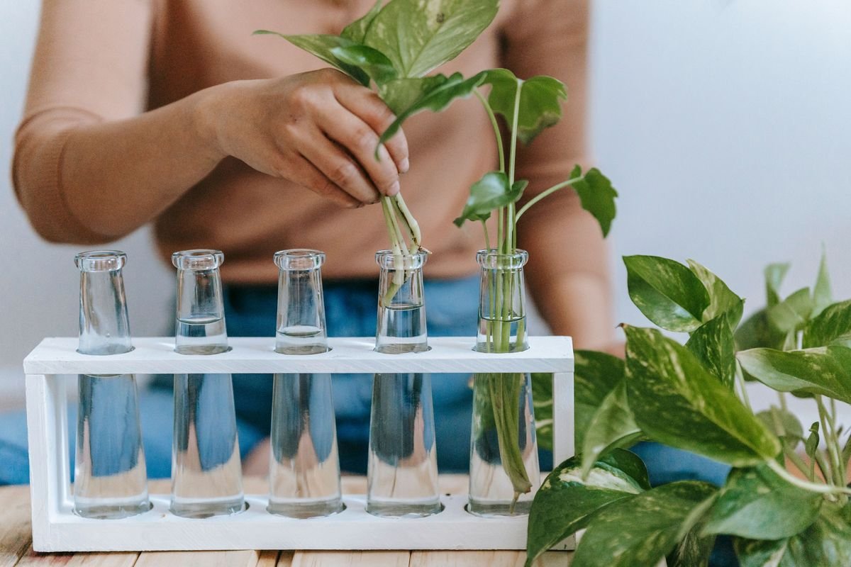 What to Do with Aerial Roots on Pothos Plants