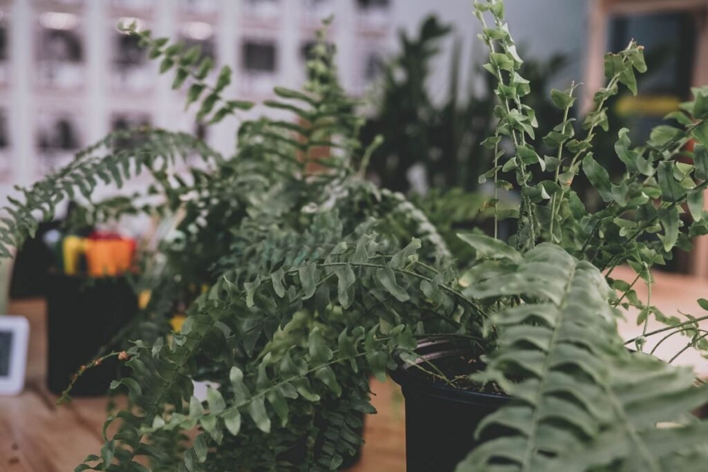 Can You Put a Boston Fern in the Bathroom? Can You Put a Boston Fern in the Bathroom?