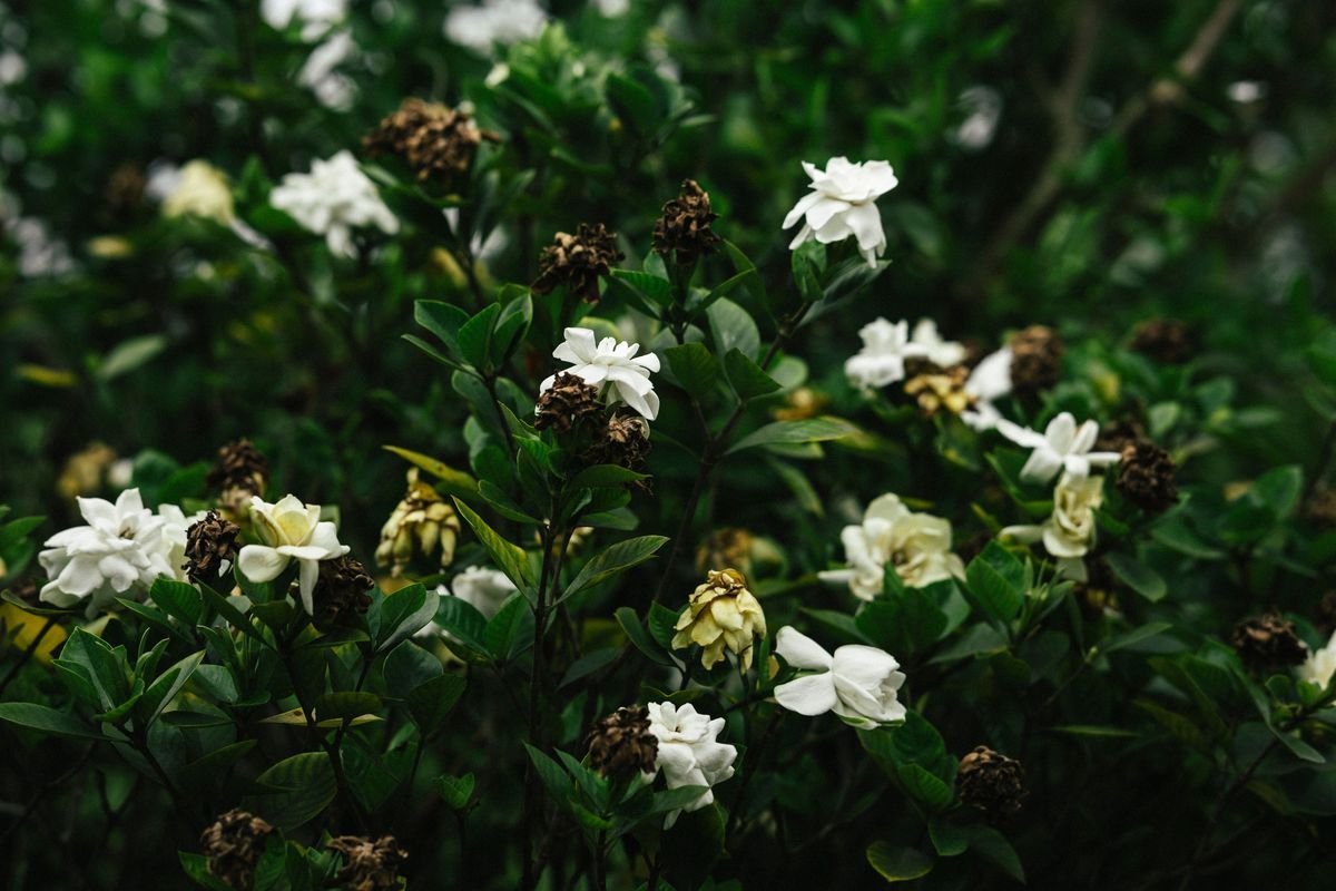 Gardenia vs Magnolia: Key Differences and Growing Tips