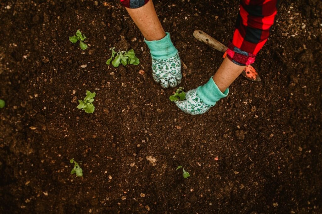 using-shredded-paper-as-garden-mulch-pros-cons-and-2