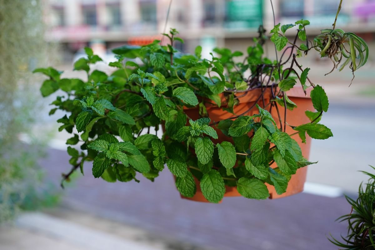 Natural Garden Plants That Deter Bed Bugs