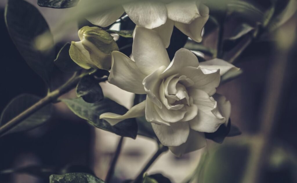 Gardenia vs Magnolia: Key Differences and Growing Tips Gardenia vs Magnolia: Key Differences and Growing Tips