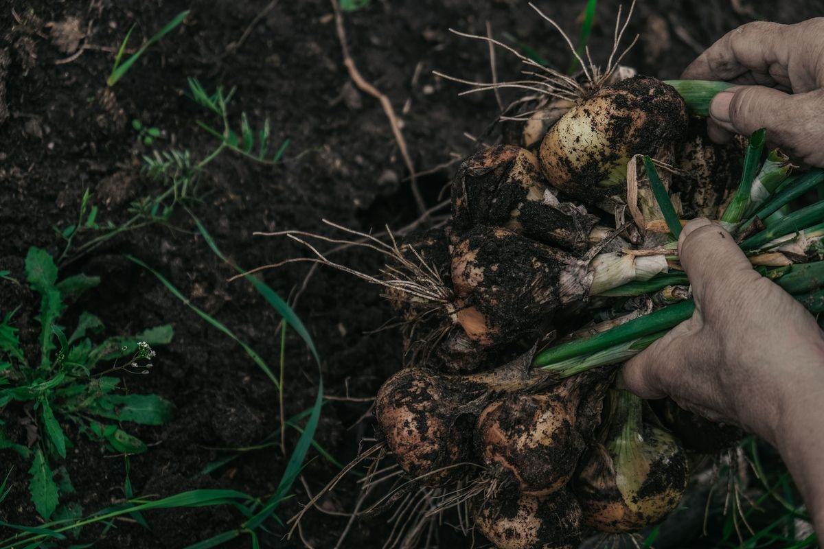 How Much to Plant Per Person in Your Home Garden