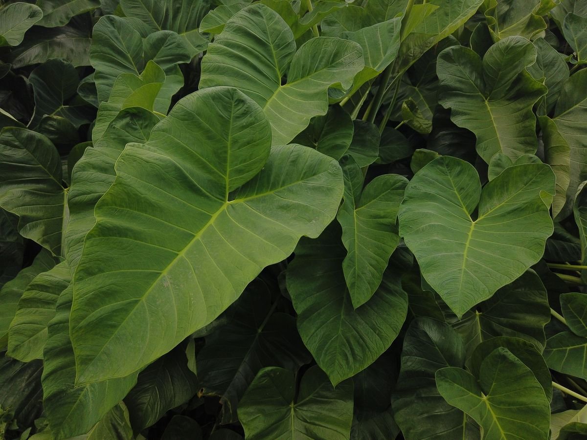 Philodendron vs Alocasia Differences and Care