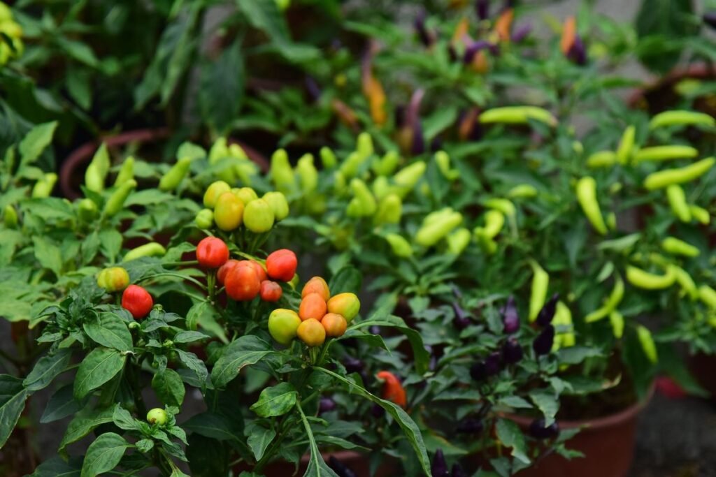 How to Protect Your Spicy Crops from Frost and Extreme Heat How to Protect Your Spicy Crops from Frost and Extreme Heat