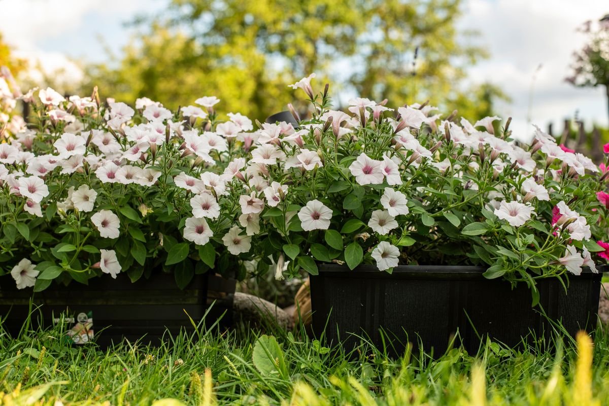 How Long Do Petunias Last and How to Extend Their Blooms