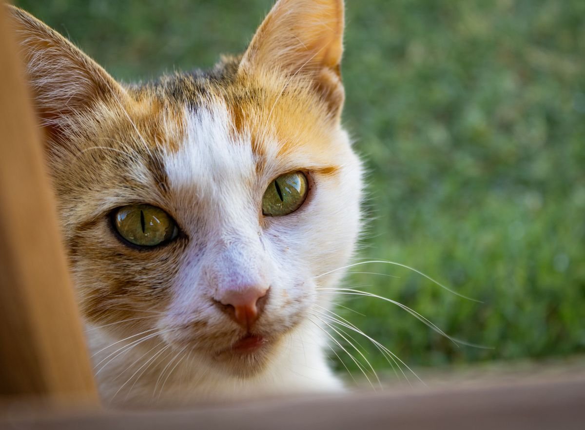 Are Pothos Plants Toxic to Cats and How to Keep Pets Safe