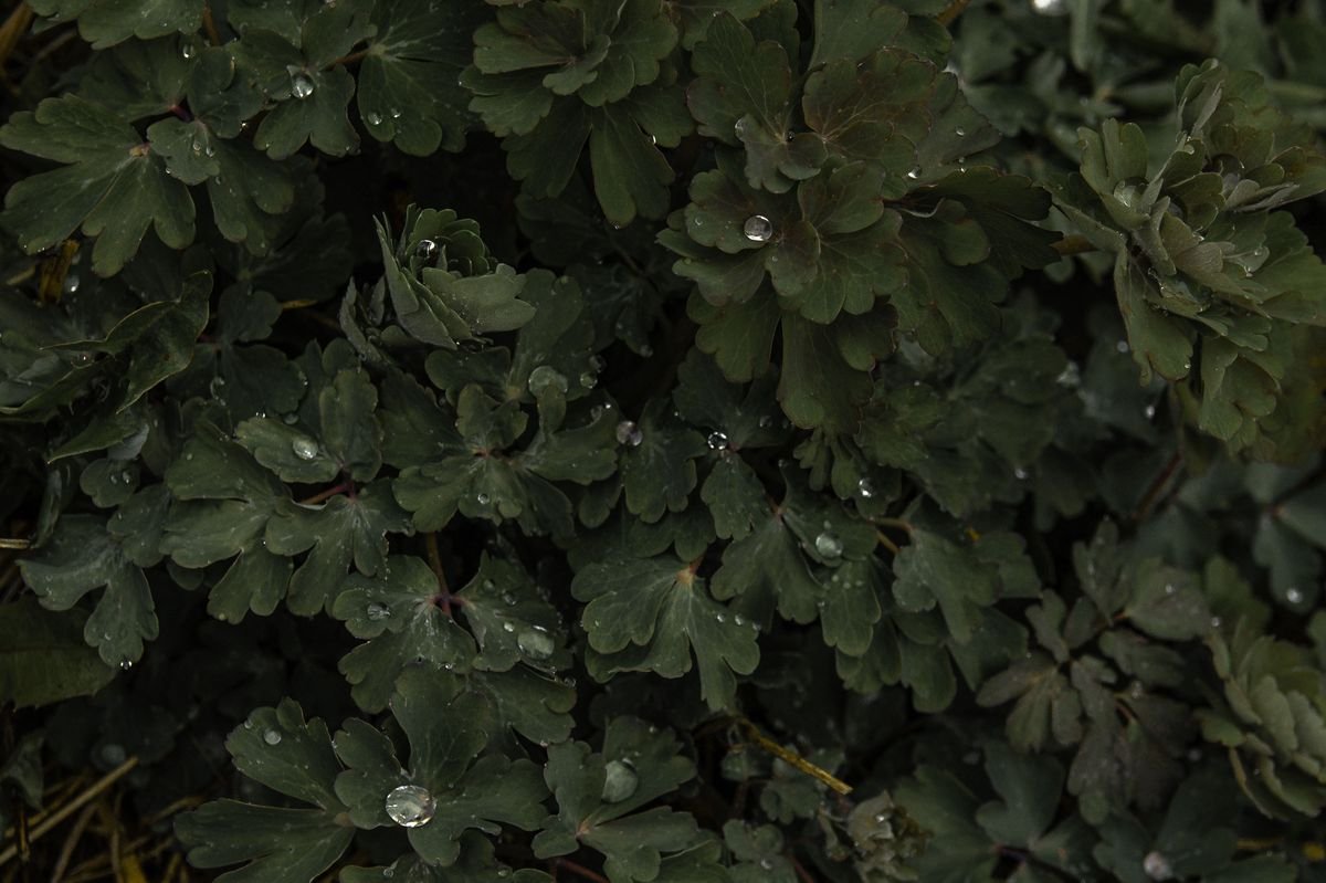 Rainwater Harvesting Guide for Beginners and Gardeners