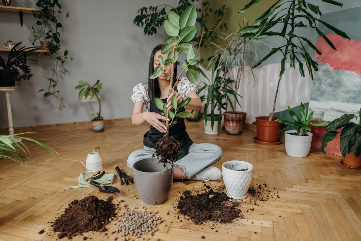 How to Identify and Treat Monstera Root Rot