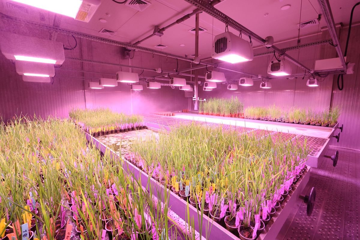 How to Grow Your Own Food in a Small Apartment