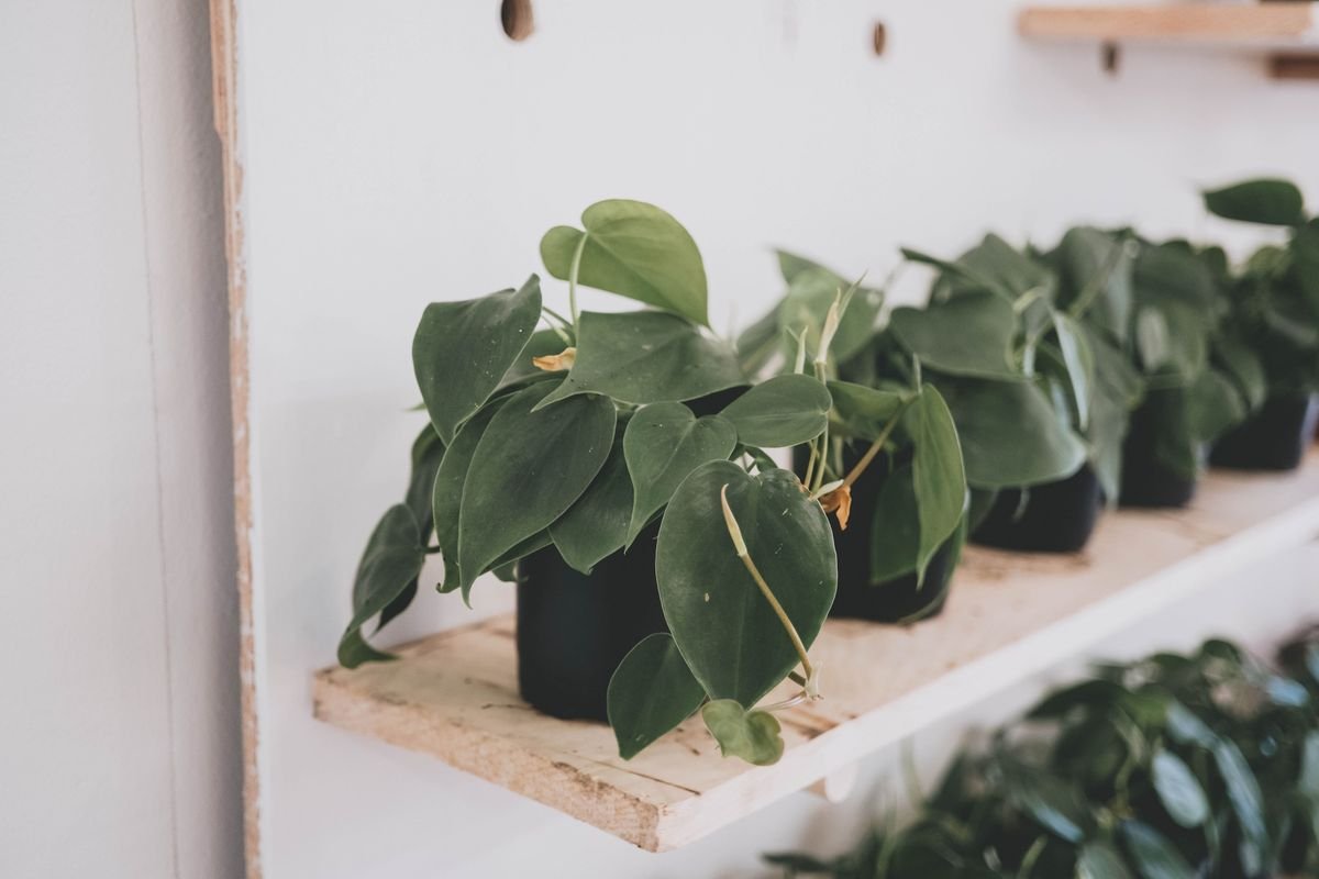 Do Philodendrons Climb and How to Help Them Grow Upwards