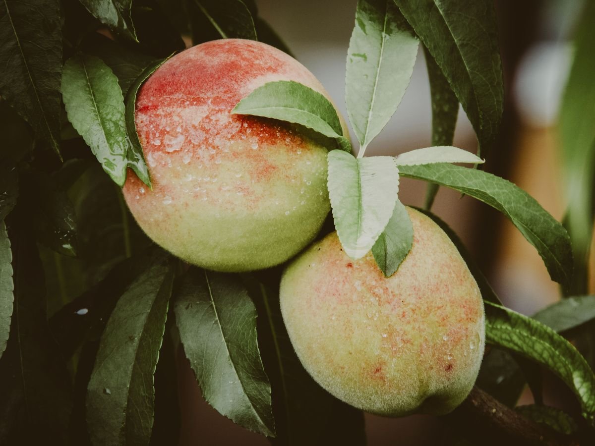 Why Peach Tree Leaves Turn Red and How to Fix Them