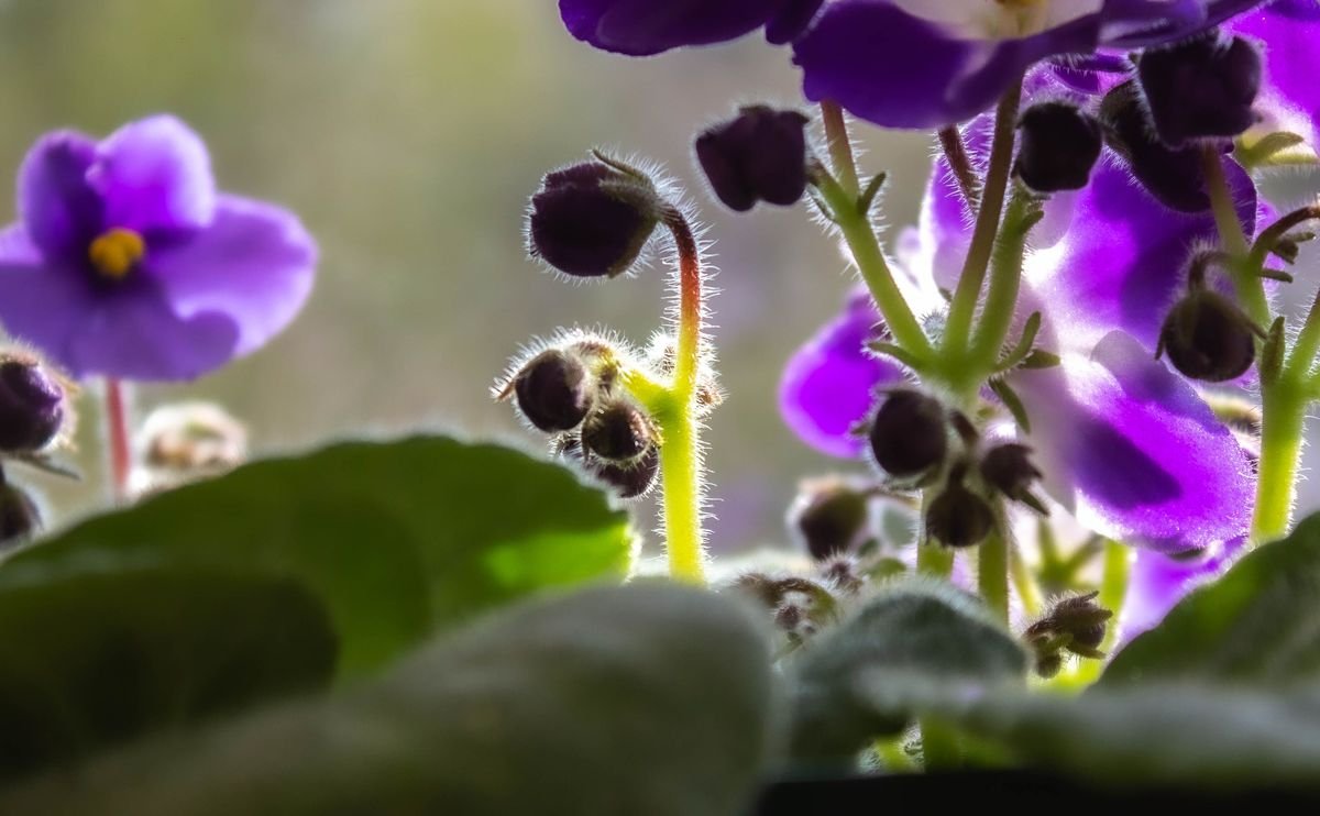 Why Your African Violet Has Too Many Leaves and How to Fix It