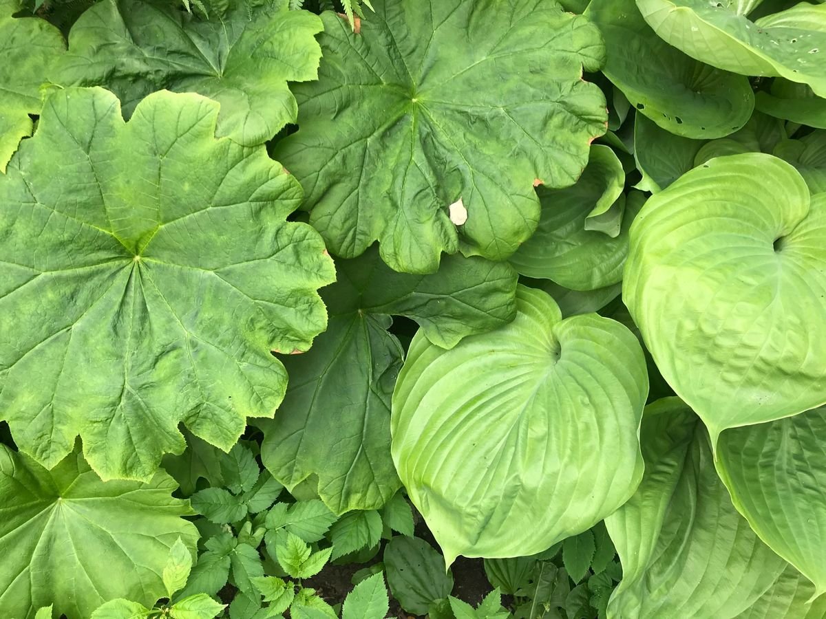 How to Adapt Your Mindset to Your Changing Garden