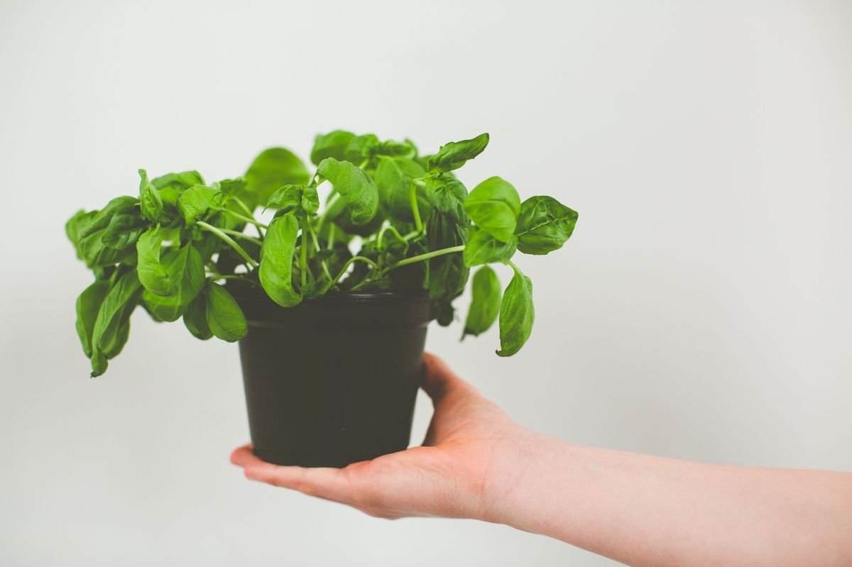 Fastest Growing Plants for a Homemade Pizza Garden