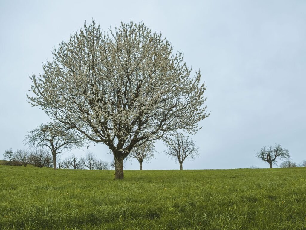 Why Your Apple Tree Is Not Growing and How to Fix It Why Your Apple Tree Is Not Growing and How to Fix It