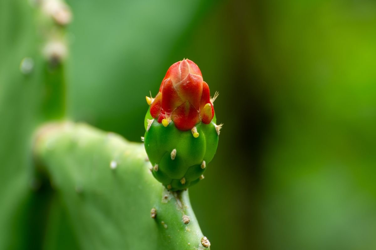 Can You Put a Christmas Cactus Outside in Summer