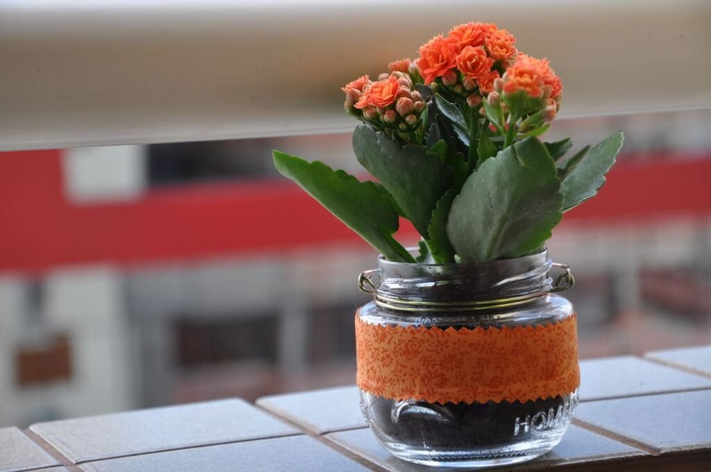 Why Is My Kalanchoe Leggy and How to Fix It Why Is My Kalanchoe Leggy and How to Fix It