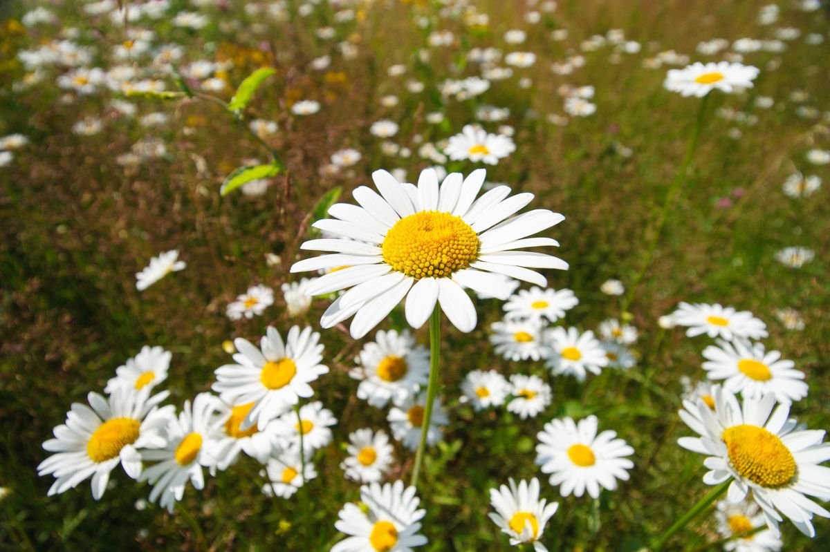 Are Daisies Weeds in Your Garden or Lawn
