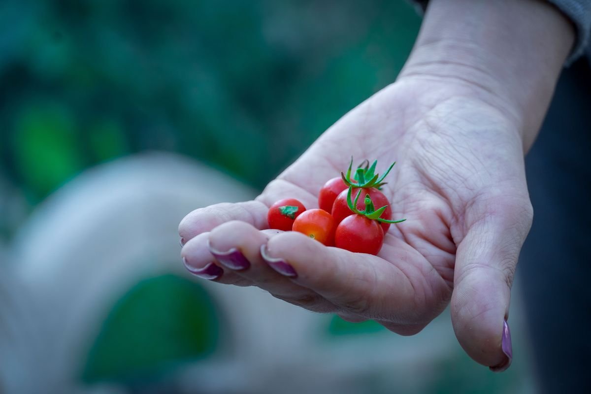 Garden Meal Planning Tips to Cut Grocery Costs