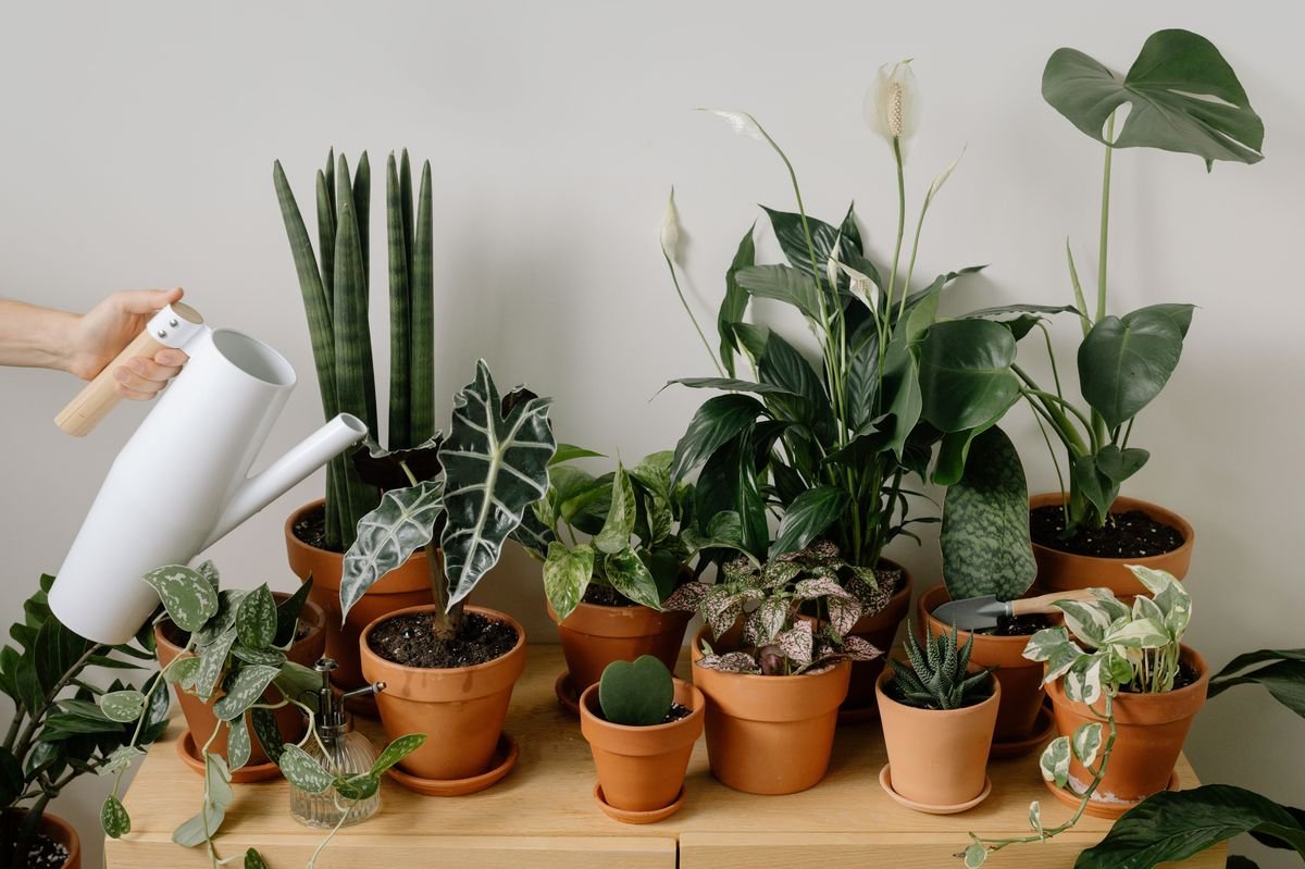 Why Your Monstera Leaves Are Drooping and How to Fix Them