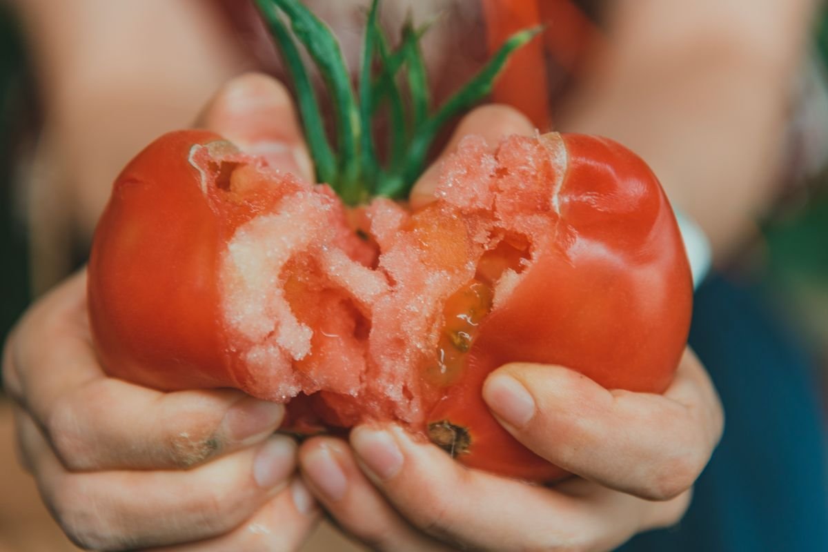 Why Tomatoes Split and How to Stop It