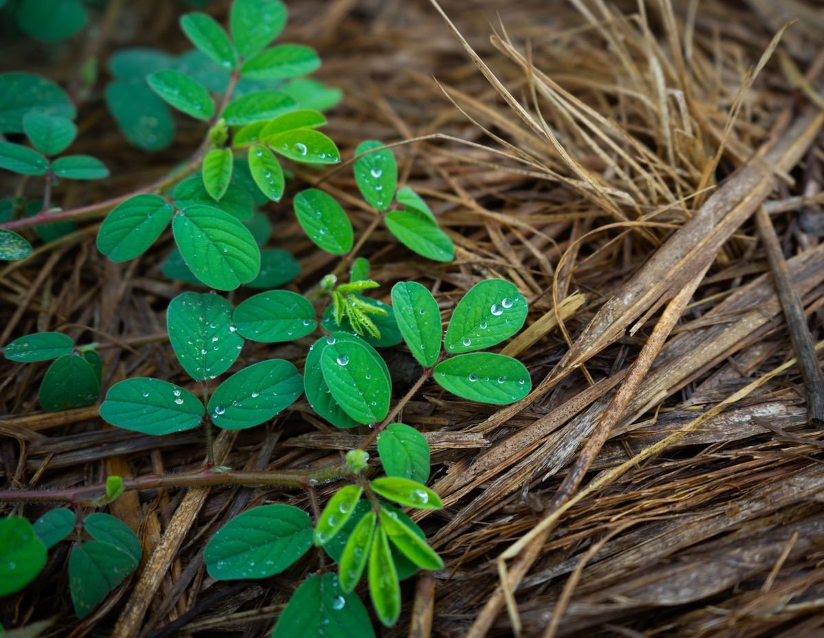 Smart Ways to Grow a Thriving Garden with Less Water
