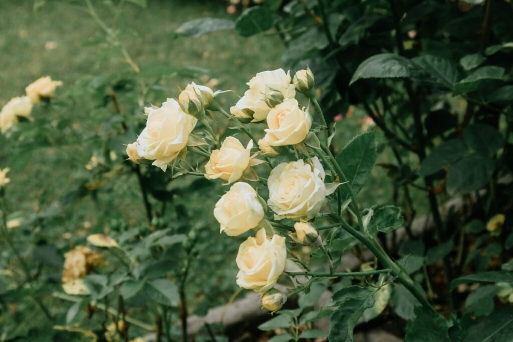 Why Rose Leaves Turn Yellow and How to Fix Them