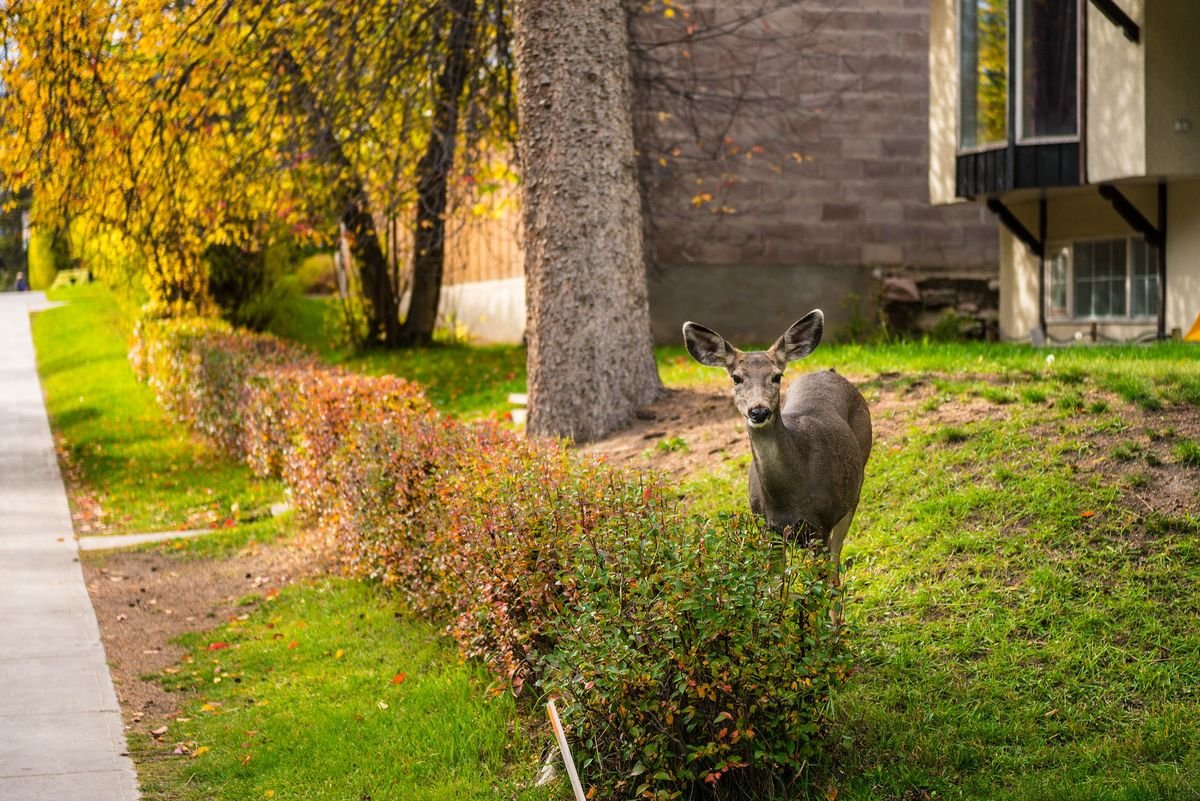 Are Arborvitae Truly Deer Resistant and How Can You Keep Them Safe
