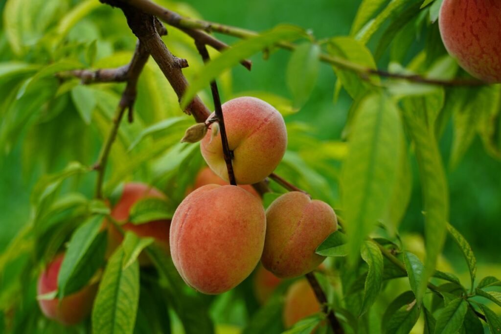 Why Peach Tree Leaves Turn Red and How to Fix Them Why Peach Tree Leaves Turn Red and How to Fix Them