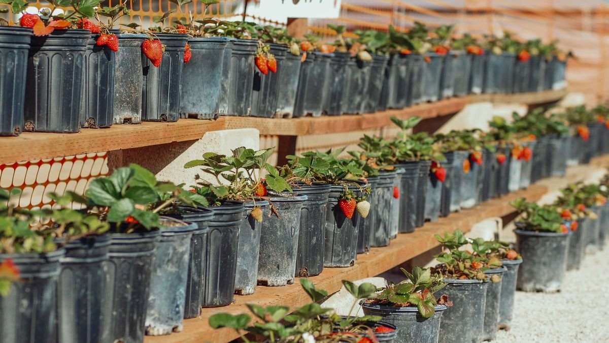 Indoor Fruit Gardening Guide for Beginners