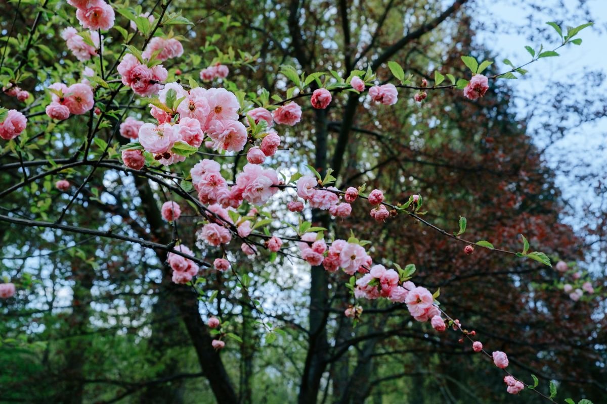 How to Grow a Cherry Tree From a Pit