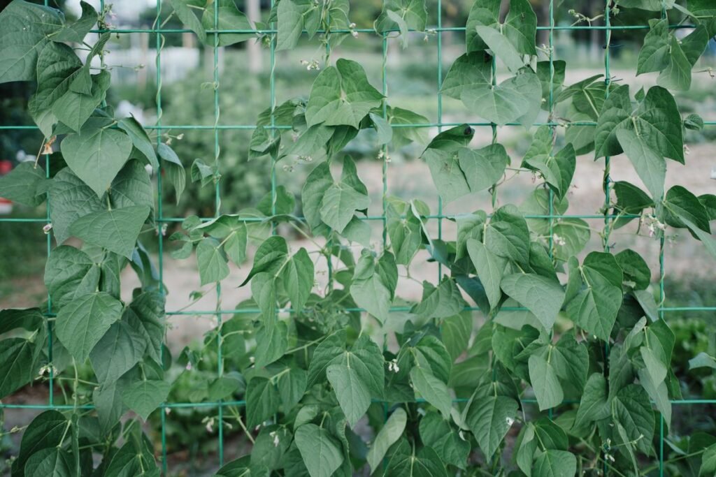 Why Your Bush Beans Stopped Growing and How to Fix Them Why Your Bush Beans Stopped Growing and How to Fix Them