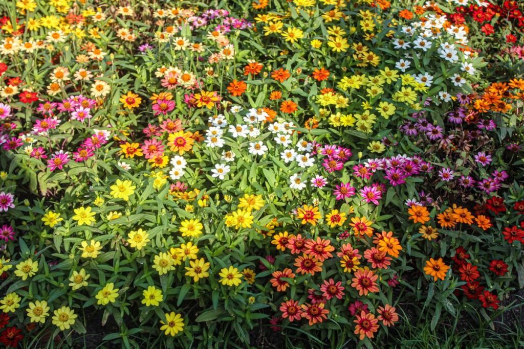 How Long Zinnias Bloom and How to Extend Their Season How Long Zinnias Bloom and How to Extend Their Season